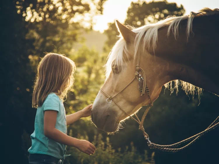 dziecko głaskające konia