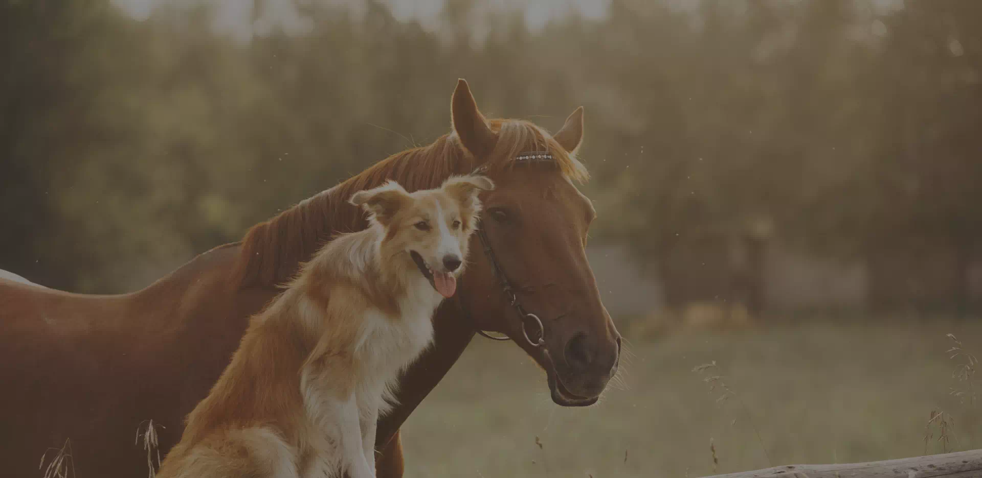 koń i pies